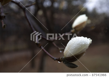 The moment of blooming magnolia flowers blooming beautifully in the gentle spring rain The moment of blooming magnolia flowers blooming beautifully in the gentle spring rain 87541966