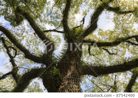 Unique ghost tree Unique ghost tree 87542400