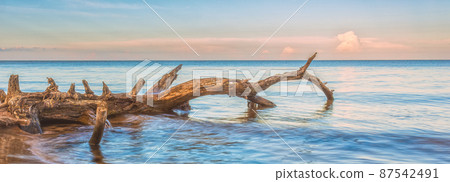 Storm broken tree on the Baltic sea coast, Kolka, Latvia Storm broken tree on the Baltic sea coast, Kolka, Latvia 87542491