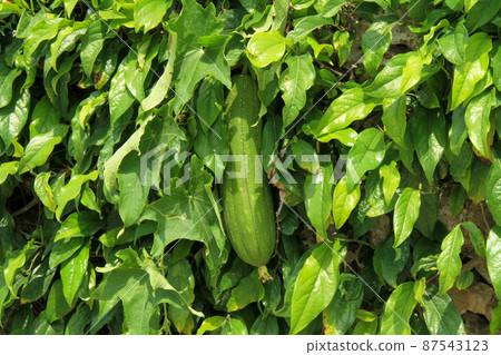 Okinawa big naveler (loofah) Okinawa big naveler (loofah) 87543123