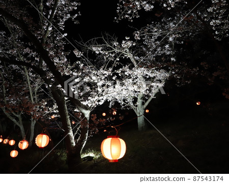 Fantastic night view of cherry blossoms and lanterns at night 87543174