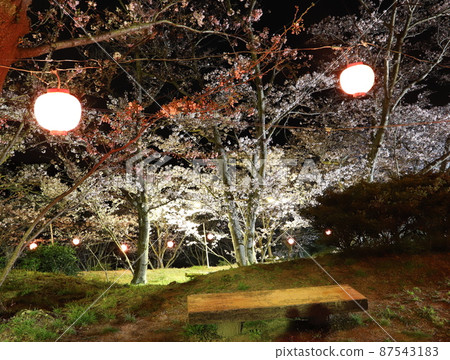 Fantastic night cherry blossoms and lanterns 87543183