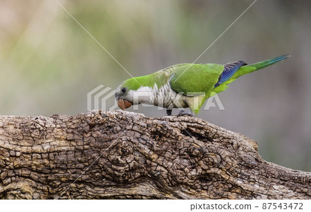 Parakeet,feeding on wild fruits, La Pampa, Patagonia, Argentina Parakeet,feeding on wild fruits, La Pampa, Patagonia, Argentina 87543472