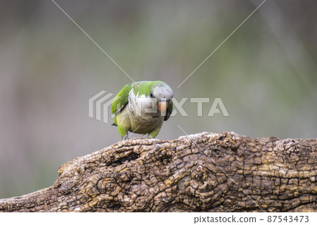 Parakeet,feeding on wild fruits, La Pampa, Patagonia, Argentina Parakeet,feeding on wild fruits, La Pampa, Patagonia, Argentina 87543473