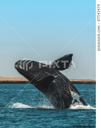 Whale jumping in Peninsula Valdes,, Patagonia, Argentina Whale jumping in Peninsula Valdes,, Patagonia, Argentina 87543474