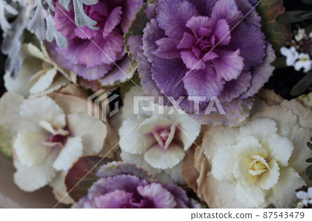 Close up of pastel colored flower peony Close up of pastel colored flower peony 87543479