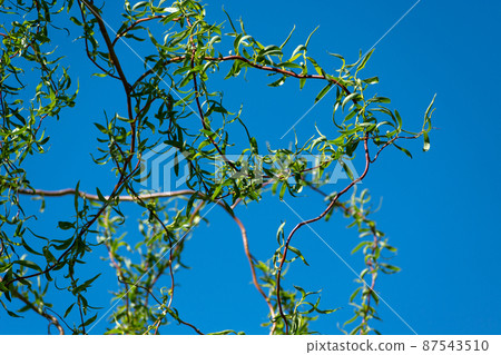 Branches of the weeping willow with small leaves Branches of the weeping willow with small leaves 87543510