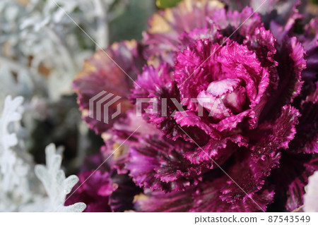 北極星的花朵閃閃發光 北極星的花朵閃閃發光 87543549