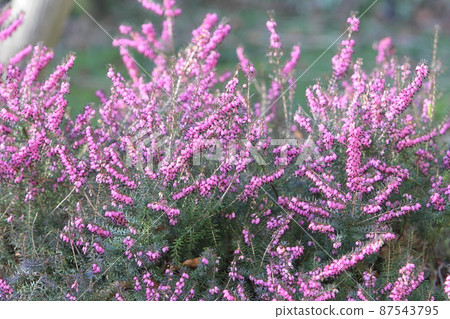 Pink heather Erica flower Pink heather Erica flower 87543795