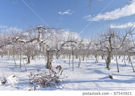 Apple trees line up in an orderly manner in a snow-covered apple field in the sunny Nagano City Apple Line Akanuma Minami Apple trees line up in an orderly manner in a snow-covered apple field in the sunny Nagano City Apple Line Akanuma Minami 87543921