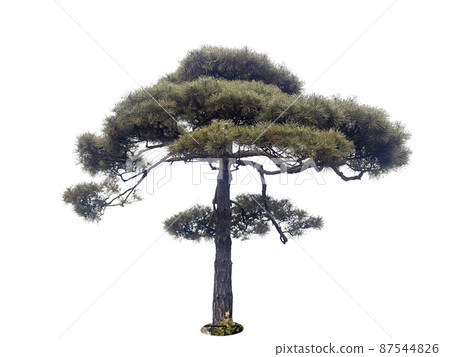 tree, transparent background, succulent 87544826