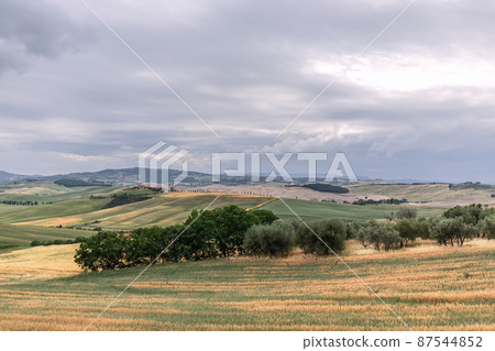 Endless Tuscan hills and ravines covered with yellow and green gras Endless Tuscan hills and ravines covered with yellow and green gras 87544852