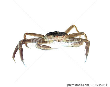 Snow crab, red crab, squid Snow crab, red crab, squid 87545061