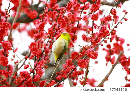 White-eye dancing in the plum garden White-eye dancing in the plum garden 87545136