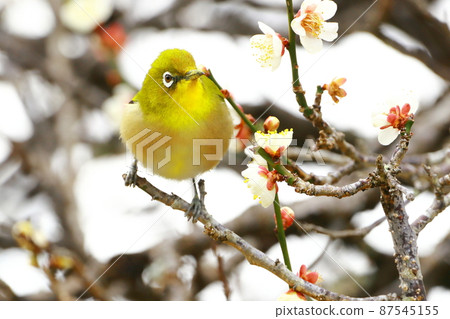 White-eye dancing in the plum garden 87545155