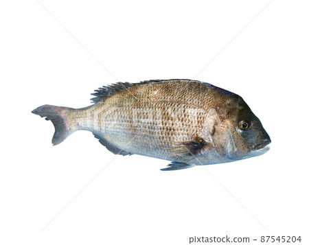 紅鯛魚、生魚片、Nuki 87545204