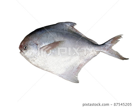 梭子魚, 魚, 魷魚 87545205