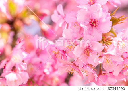 河津櫻花盛開 87545690