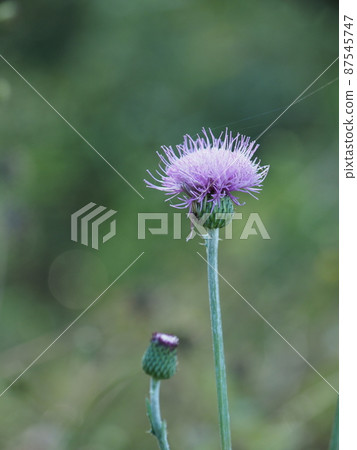 Thistle flowers 87545747