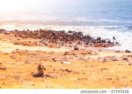 Brown fur seal, Arctocephalus pusillus, colony at Cape Cross in Namibia, Africa 87545836