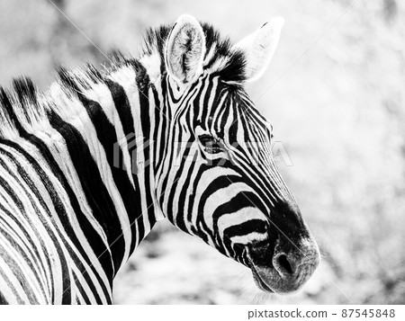 Zebra portrait in african savanna 87545848