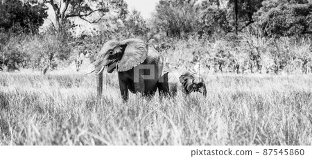 Adult and baby elephant 87545860