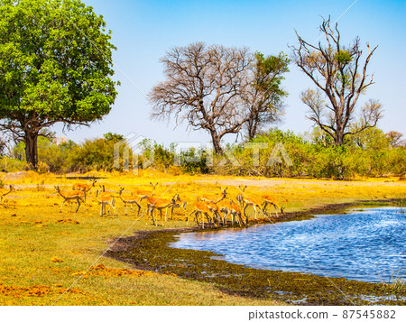 Herd of impalas at waterhole Herd of impalas at waterhole 87545882