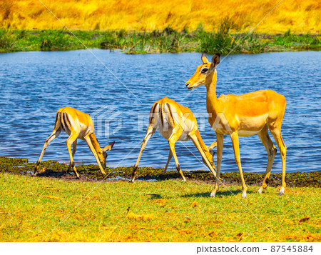 Herd of impalas at waterhole 87545884