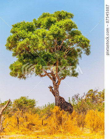 Giraffe under the tree 87545887