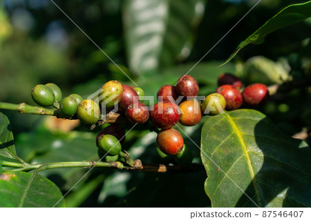 Coffee Crop, Plant, Crop - Plant, Fruit, Farmer 87546407