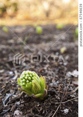 Fukinoto Fukinoto 87546639