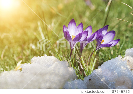 Spring flowers in the snow. Spring flowers in the snow. 87546725
