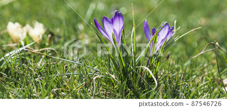 Blooming crocuses on a sunny day. Blooming crocuses on a sunny day. 87546726