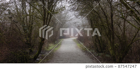 Path in the Canadian rain forest with green trees. Path in the Canadian rain forest with green trees. 87547247