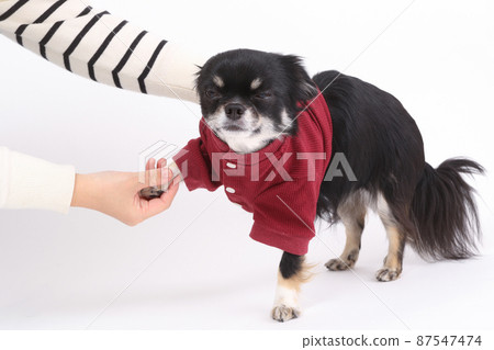 Black and Tan long coat Chihuahua that makes the owner wear clothes Black and Tan long coat Chihuahua that makes the owner wear clothes 87547474