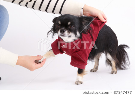 Black and Tan long coat Chihuahua that makes the owner wear clothes Black and Tan long coat Chihuahua that makes the owner wear clothes 87547477