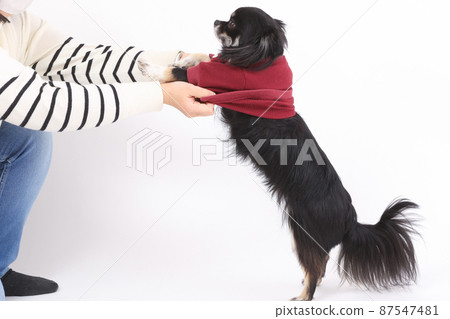 Black and Tan long coat The owner who can take off the red clothes that Chihuahua is wearing 87547481