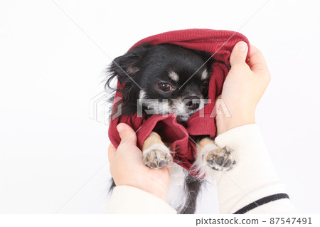 黑棕長外套 能脫掉吉娃娃穿的紅衣服的主人 黑棕長外套 能脫掉吉娃娃穿的紅衣服的主人 87547491