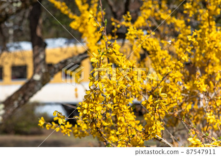 是以花站聞名的JR安野站（現已停產）的春景。廣島 87547911