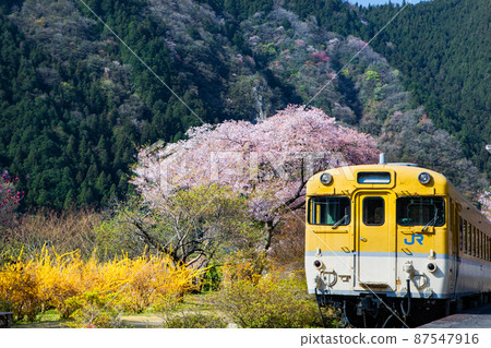 It is the spring scenery of JR Yasuno Station (currently discontinued), which is famous for its flower stations. Hiroshima 87547916