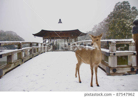 Nara deer 87547962