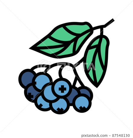 chokeberry berry branch color icon vector illustration chokeberry berry branch color icon vector illustration 87548130