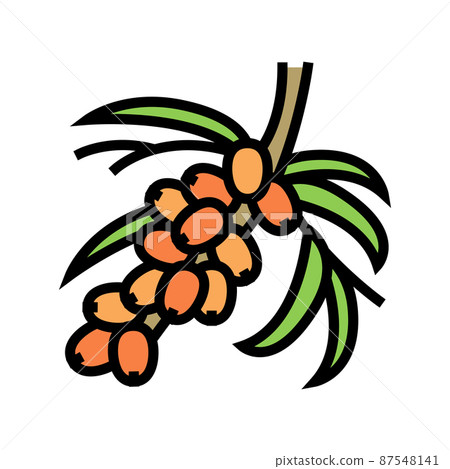 buckthorn berry tree branch color icon vector illustration buckthorn berry tree branch color icon vector illustration 87548141