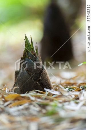 Bamboo bamboo bamboo shoots Bamboo bamboo bamboo shoots 87548212