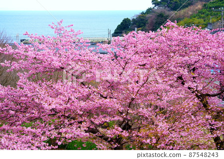 Sagami Bay, Kawazu Sakura and Tran Sweet Shikishima 87548243