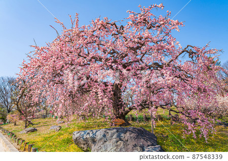 Arako Park, plum blossoms in full bloom <Nagoya City, Aichi Prefecture> 87548339