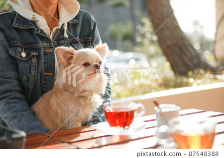 Long coat Chihuahua hugged by the owner at a dog cafe and having tea together 87548388