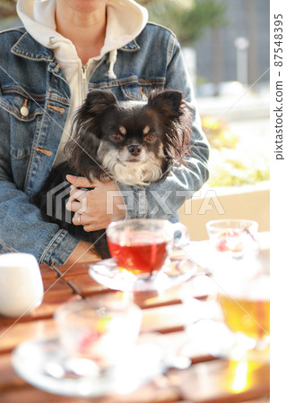 Long coat Chihuahua hugged by the owner at a dog cafe and having tea together Long coat Chihuahua hugged by the owner at a dog cafe and having tea together 87548395