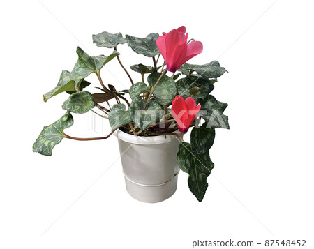flowerpot, flower, succulent 87548452