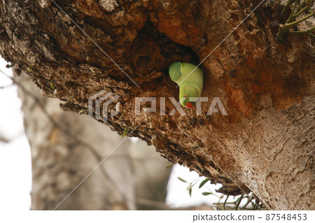 Rose-ringed Parakeet 87548453